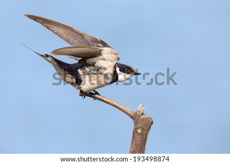 Close-up of a white-throated swallow take off from wood perch (Hirundo albigularis)