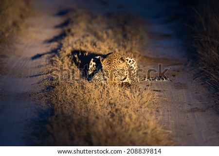 Lovely female leopard walking in nature at night in darkness
