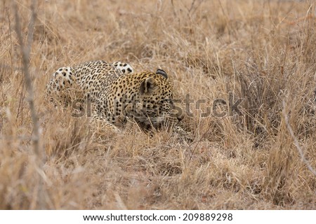 Big strong tired male leopard laying down to rest in grass