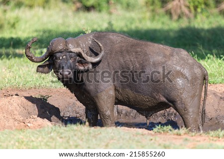 Cape buffalo mud play in mud to cool down and protect from insects