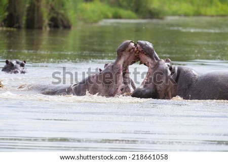 Two huge male hippos fight in water for the best territory