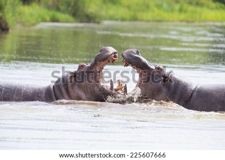 Two huge male hippos fight in water for the best territory