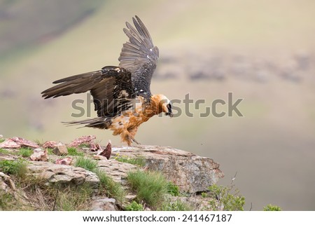 Adult bearded vulture landing on a rock ledge where bones are available