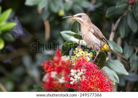 Cape sugar bird looking for nectar in red flowers of a bottle brush