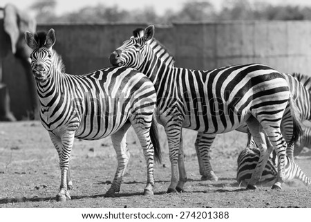 Zebra herd in a black and white photo with heads together