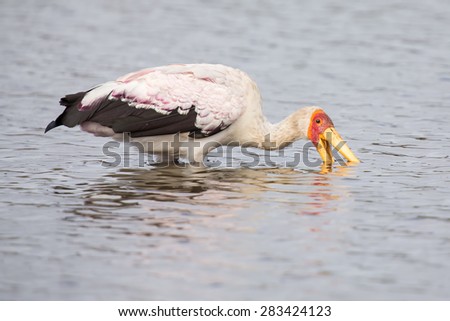 Yellow billed stork fishing for food in a water hole