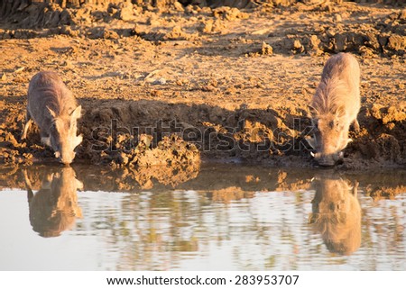Warthog with big teeth drink from a waterhole
