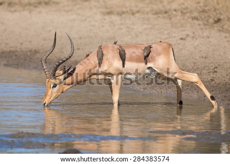 Impala ram drink water from a pond with risk of crocodile