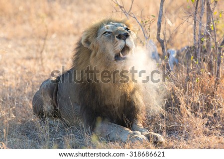 Large male lion roar in the early morning with steam on his mouth