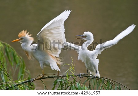 Young Cattle Egret wants more food form the parent