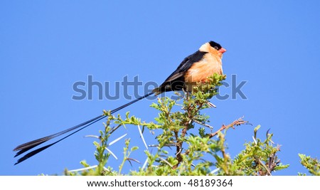 Pin-tailed whydah sitting on a thorn tree in the sun against a bright blue sky