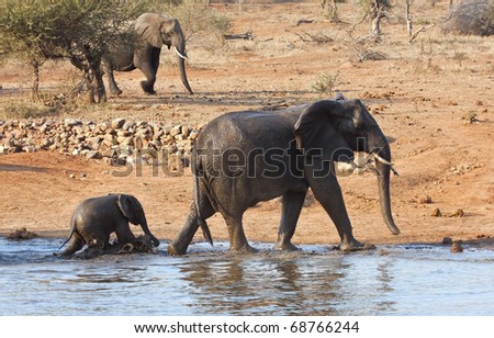 Elephant mother and calve leaving waterhole wet muddy