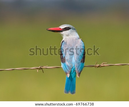Woodland Kingfisher sitting on wire barbed blue