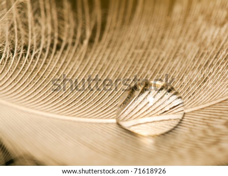 Macro of water drop on white feather detail pattern