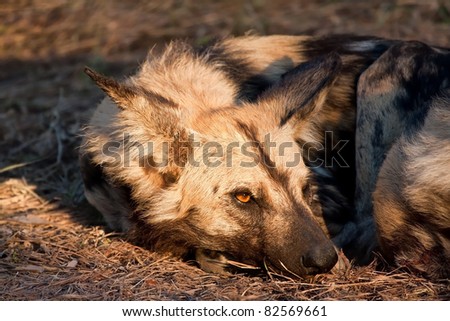 Wild dog lying in the on grass in sun closeup detail