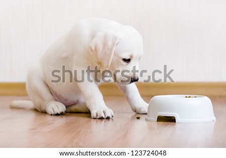 White puppy sitting near his plastic bowl with food