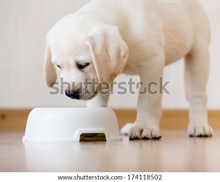 White puppy standing over his plastic bowl with food