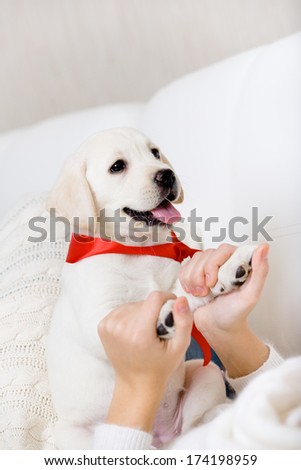 The female owner hands the paws of white puppy of Labrador with red ribbon on the neck