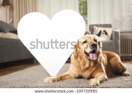 Golden retriever dog with white heart for copy space in living room