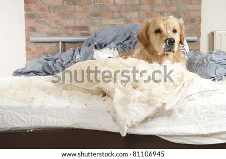 Golden retriever dog demolishes pillow on a bed in the bedroom