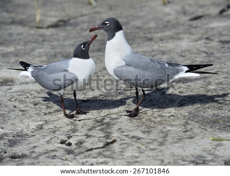 Pair Of Franklin\'s Gulls On A Gulf Coast