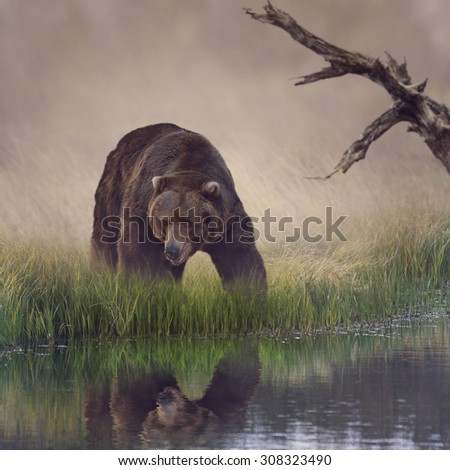 Similar – Image, Stock Photo Brown bear near log Bear