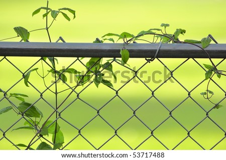 Vine On A Fence Stock Photo 53717488 : Shutterstock