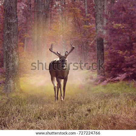 Male Deer
