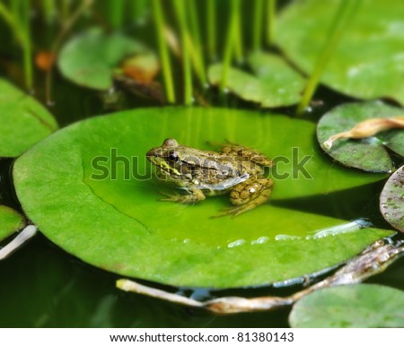 Similar – Image, Stock Photo Toad in the water