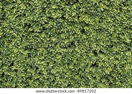 Lush green hedge outside the Tropicana hotel Vegas