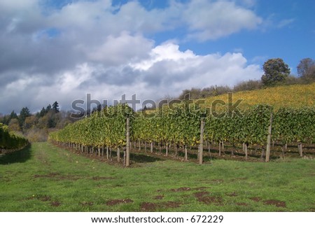 vineyard on a sunny fall day