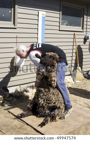 LINCOLN, MA - MARCH 27: Master hand-shearer Kevin Ford demonstrates sheep shearing at Mass Audubon\'s Drumlin Farms \