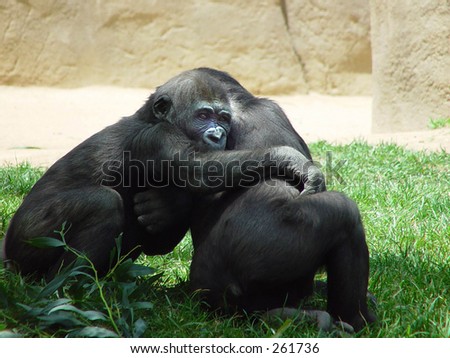 TWO CHIMPS HUGGING EACH OTHER