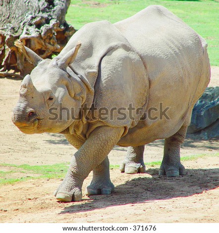 THIS IS A RATHER LARGE RHINO WALKING OVER TO GET SOME WATER TO DRINK.