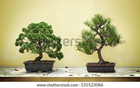 Bonsai Tree Vector Free | Download Free Vector Art | Free-Vectors