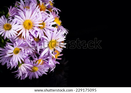 pale blue chrysanthemum on white background