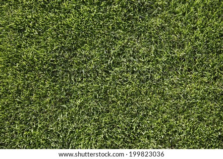 Germany, Bavaria, Icking, Football ground grass, close up