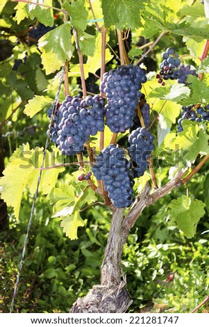 Lush green vineyard with ripe blue grapes, Rotweinwanderweg, Bad Neuenahr-Ahrweiler, Germany