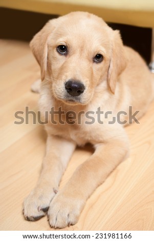 Portrait of a Labrador puppy lying on the floor