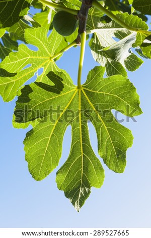 Fig leaf, blue sky