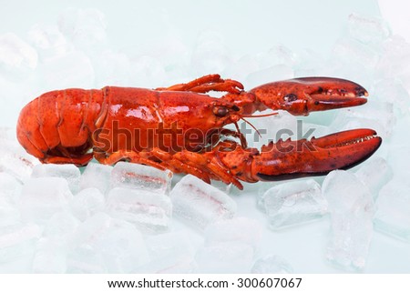 Cooked lobster in ice cubes on white background
