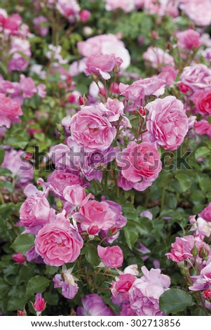 Germany,Close up of pink bed rose plant