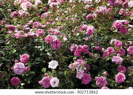 Germany,View of pink bed rose plant