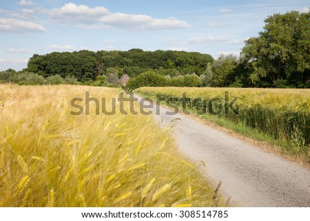 Germany, North Rhine-Westphalia, grain fields, barley fields and dirt track