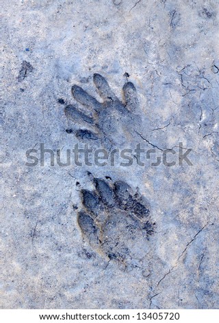 A pair of raccoon tracks made in mud.