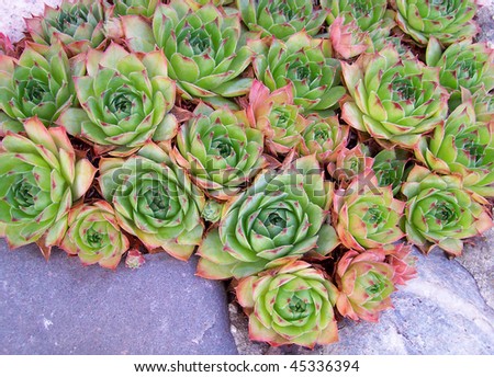 Pink and green red-tipped Hen and Chicks plant (Sempervivum species).  Also called house-leek and stone-crop.
