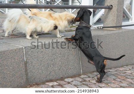 Meeting  black and tan dachshund  and two Shih Tzu on street
