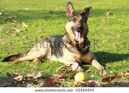 Similar – Image, Stock Photo German Sheppard dog posing at the boat