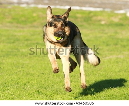 Similar – Image, Stock Photo German Sheppard dog posing at the boat
