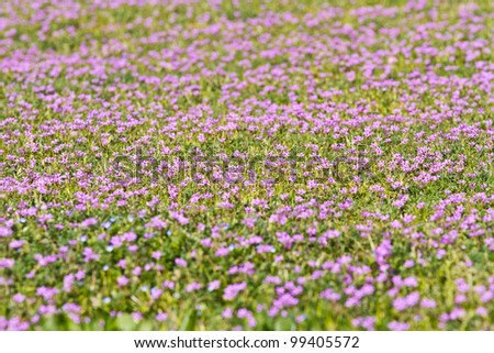 lilac flowery meadow
